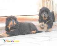 فروش سگ ماستیف تبتی-قیمت توله ماستیف تبتی