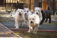 توله سگ الابای اصیل