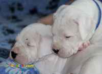 فروش توله سگ داگو آرژانتینو