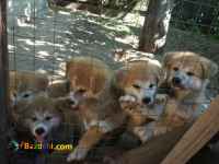 فروش توله اکیتا ژاپنی