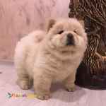 فروش سگ چاو چاو اصیل