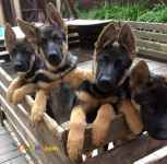 سگ ژرمن شپرد ورک لاین