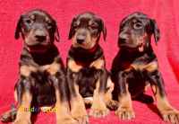 توله سگ دوبرمن