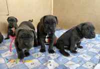 توله سگ کنکورسو-کن کورسو اصیل