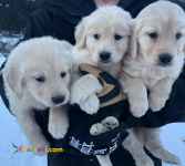 توله گلدن رتریور سگ پرستار