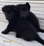 فروش توله ژرمن بلک-خرید توله ژرمن بلک