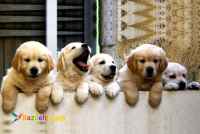 گلدن رتریور