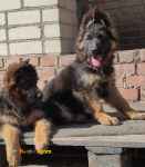 فروش ژرمن شپرد اصیل-قیمت ژرمن شپرد