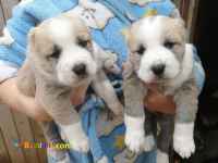 فروش توله سگ الابای