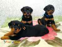 توله روتوایلر فروشی-روتوایلر حرفه ای