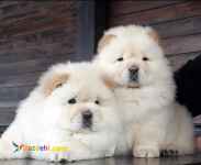 فروش چاو چاو ، قیمت چاو چاو ، خرید چاو چاو