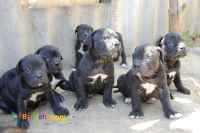 فروش توله کنکورسو-قیمت کن کورسو