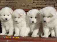 فروش سگ سامویید-قیمت ساموید