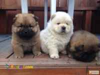 خرید و فروش توله چاوچاو