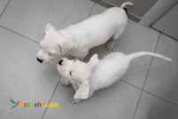 فروش توله داگو آرژانتینو-قیمت داگو ارژانتینو