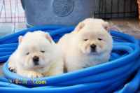 فروش توله چاو چاو - خرید توله چاو چاو