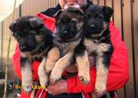 خرید و فروش ژرمن شپرد