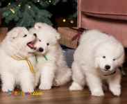 قیمت توله ساموید اصیل-فروش سگ سامویید