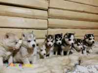 فروش توله هاسکی