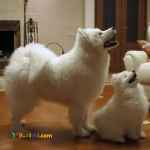 فروش ساموید،قیمت ساموید،خرید ساموید