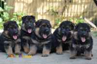 فروش توله ژرمن شپرد موبلند