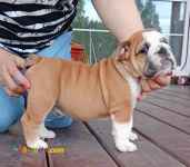 توله انگیلیش بولداگ-قیمت سگ انگلیش بولداگ