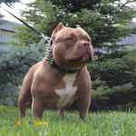 توله پیت بول سایز پوکت-امریکن بولی پوکت