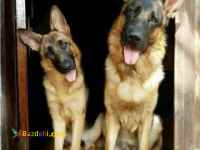 فروش توله سگ ژرمن شپرد اصل