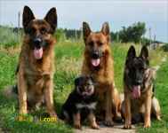 فروش ویژه توله های ژرمن شپرد شولاین و ورک لاین
