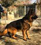 فروش توله 55 روزه سگ ژرمن شپرد شولاین