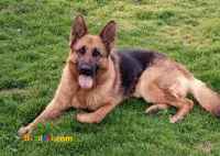 بهترین مرکز خرید و فروش سگ گارد و نگهبان در ایران