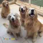 فروش توله و بالغ سگ (گلدن رتریور)