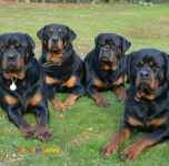 فروش سگ های بالغ روتوایلر(سگ روتوایلر قیمت مناسب)