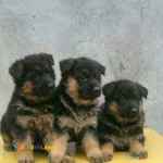 توله سگ ژرمن شپرد قیمت مناسب(باشگاه سگهای نگهبان)