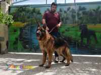 مرکز فروش سگ ژرمن شپرد شولاین و ورکلاین