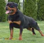 فروش سگ روتوایلر توله وبالغ