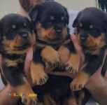 فروش توله روتوایلر وارداتی - توله روتوایلر هیکلی