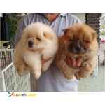 قیمت توله چاوچاو سفید طلایی