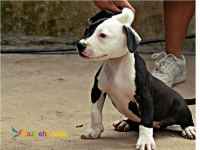 توله پیتبول آمریکایی