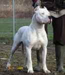 توله داگو آرژانتینو