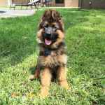 توله ژرمن بلک فیس