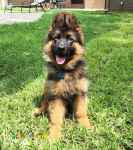 فروش ژرمن شپرد باهوش , قیمت توله ژرمن شپرد