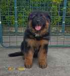 فروش فوق العاده توله سگ ژرمن کینگ