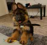 فروش توله ژرمن شپرد 40 روز