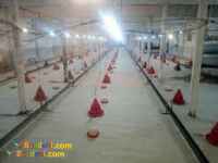 رول بستر مرغداری