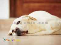 ‎دامپزشک در محل 