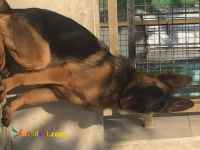 فروش سگ ژرمن شولاین موکوتاه درکرج وتهران