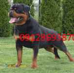 فروش سگ روتوایلر اروپایی در تهران وکرج