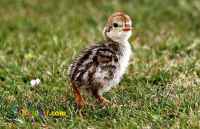 فروش جوجه بلدرچین و جوجه کبک