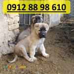 فروش توله سرابی های درشت هیکل